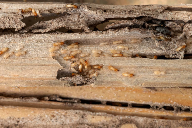 Best Cockroach Control Services  in Lake Mills, WI